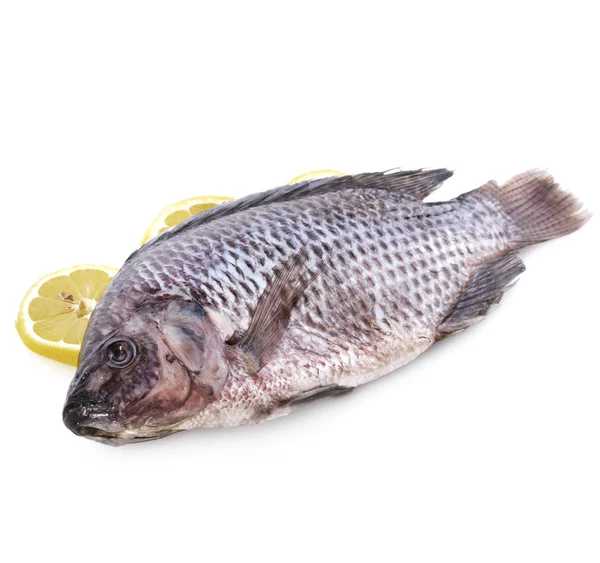 Raw Fish — Stock Photo, Image