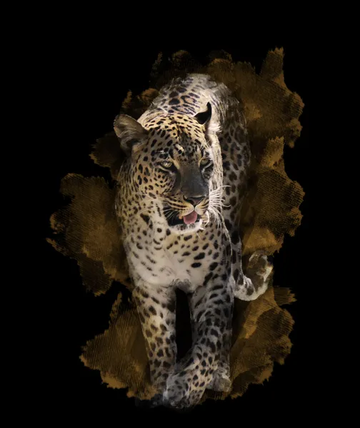 Imagen de acuarela de leopardo — Foto de Stock