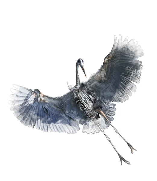 Watercolor Image Of  Great Blue Heron — Stock Photo, Image