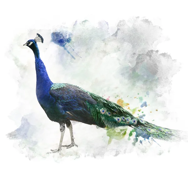 Imagen en acuarela de Peacock — Foto de Stock