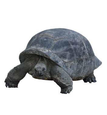 Galapagos dev kaplumbağası.