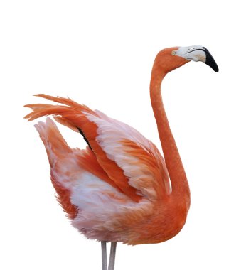 Flamingo kuşu 