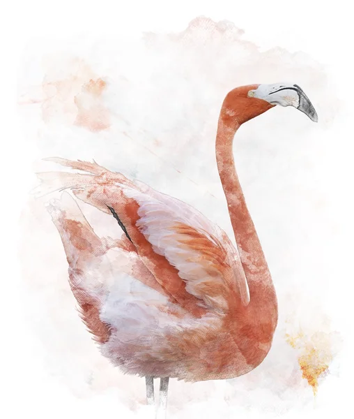 Watercolor Image Of  Flamingo Bird — Stock Photo, Image