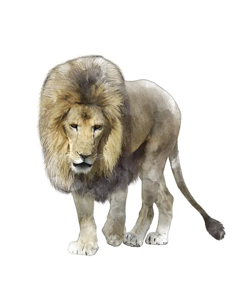 Imagen en acuarela del león andante — Foto de Stock