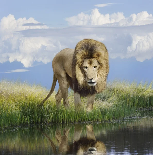Лев — стоковое фото