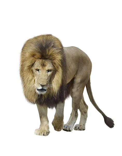 Walking Lion — Stock Photo, Image