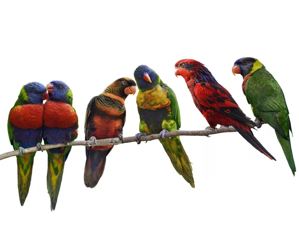 Colorful Parrots — Stock Photo, Image