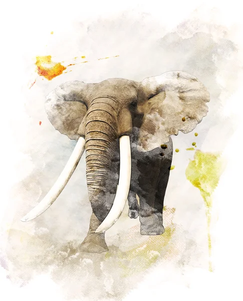 Imagen en acuarela de elefante — Foto de Stock
