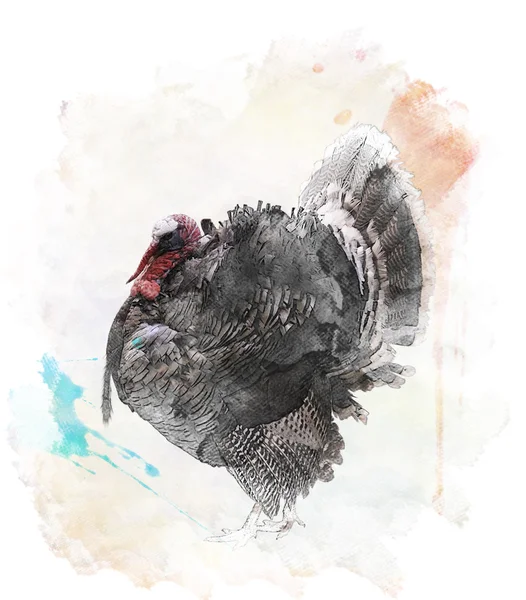Imagem aquarela do pássaro da Turquia — Fotografia de Stock