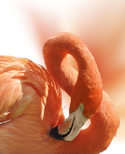 Портрет Фламинго — стоковое фото