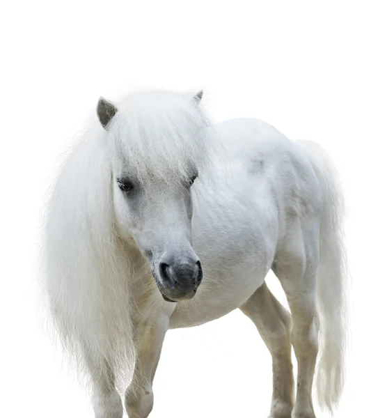 白色的小马 — 图库照片