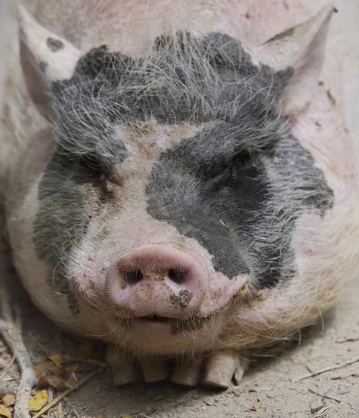 Cerdo negro y rosa —  Fotos de Stock