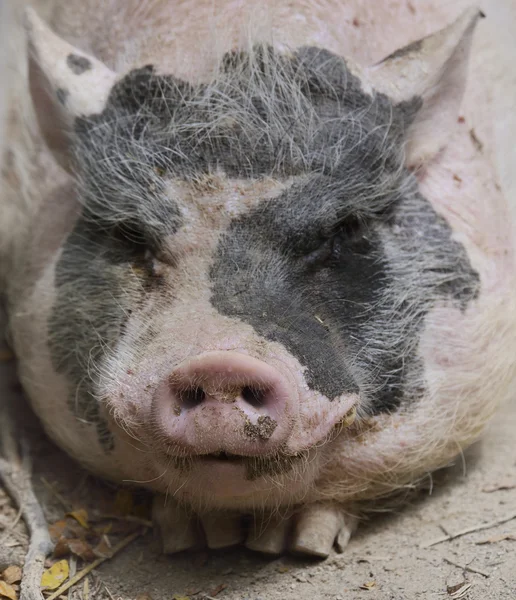 Zwarte en roze varken — Stockfoto