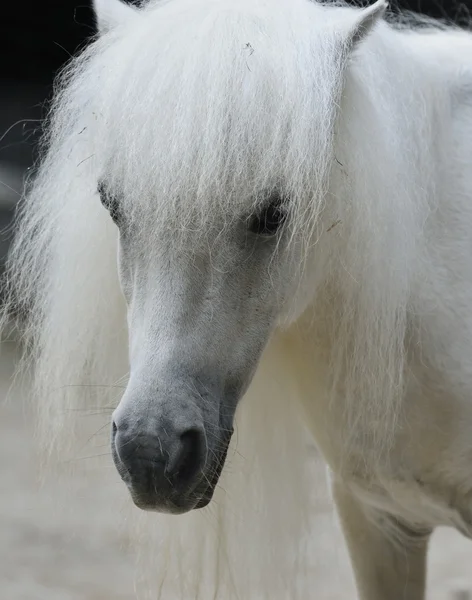 White Pony — Stock Photo, Image