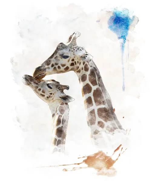 Akvarell bild av giraffer — Stockfoto