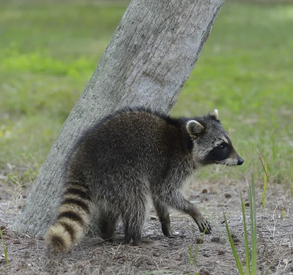 Jonge raccoon — Stockfoto