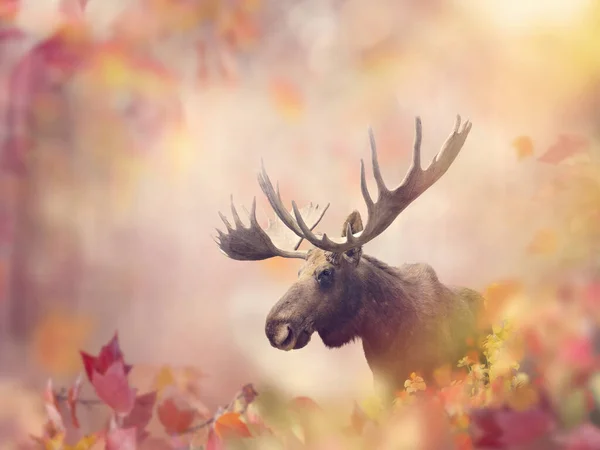 カラフルな秋の森の中の野生のムース — ストック写真