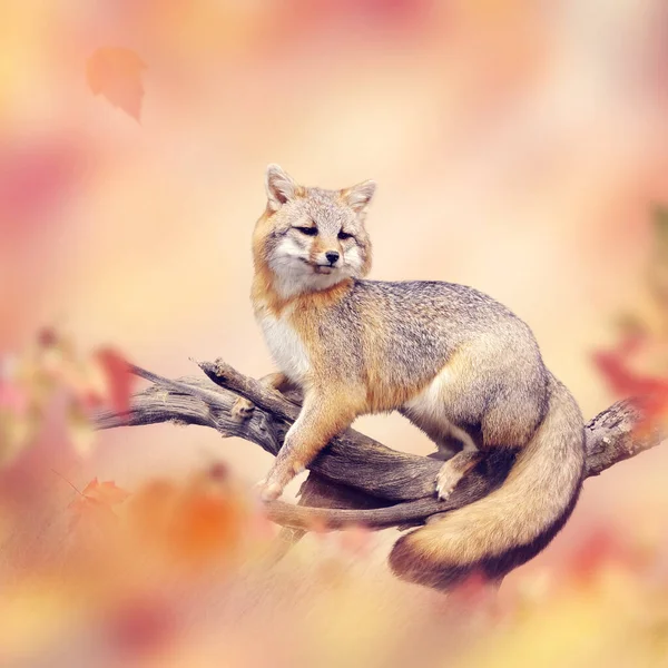 秋の森の枝に赤狐 — ストック写真