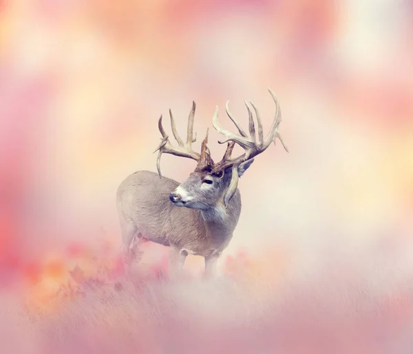 Piękny Mężczyzna Jeleń Wysoka Trawa — Zdjęcie stockowe