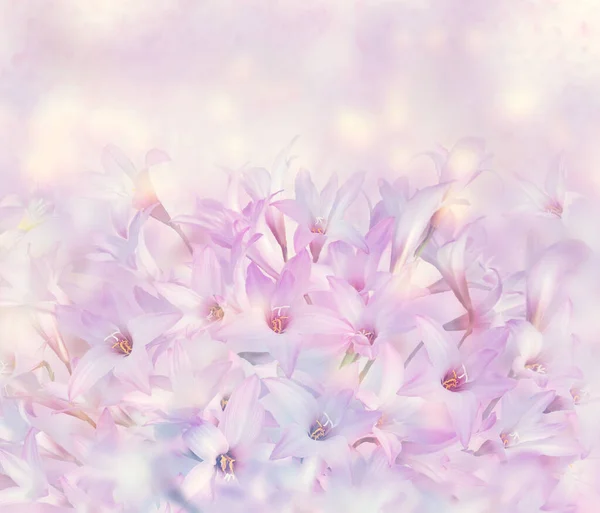 Rózsaszín Eső Lily Zephyranthes Rózsa Virágok — Stock Fotó