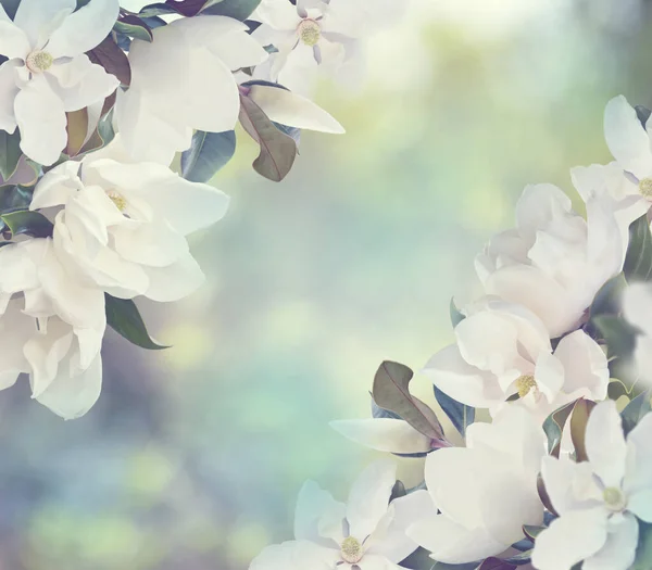 Magnólia Branca Flores Uma Árvore Para Fundo — Fotografia de Stock