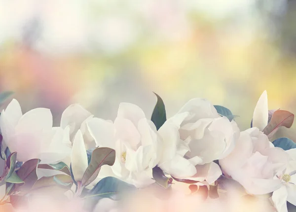 Magnólia Branca Flores Uma Árvore Para Fundo — Fotografia de Stock