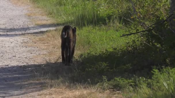 Bobcat Walks Florida Wetland — Stock Video