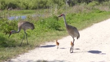 Florida Parkı 'nda yürüyen bir vinç ailesi.