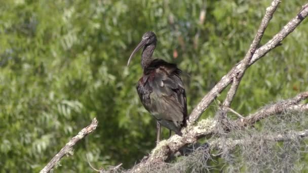 Glossy Ibis Grooms Zijn Veren Florida Wetland — Stockvideo