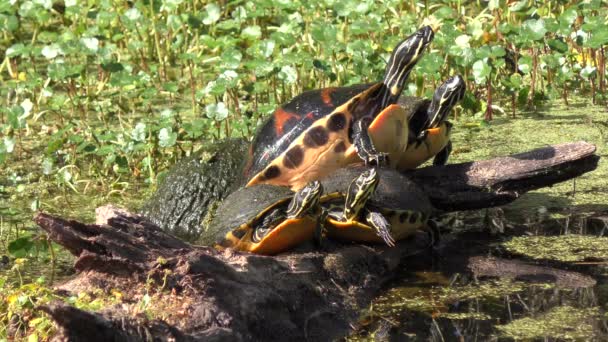 Florida Turtle Basking Υδροβιότοπο Φλόριντα — Αρχείο Βίντεο