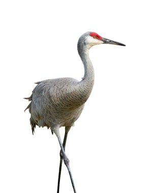 Beyaz arka plan üzerinde izole Sandhill crane