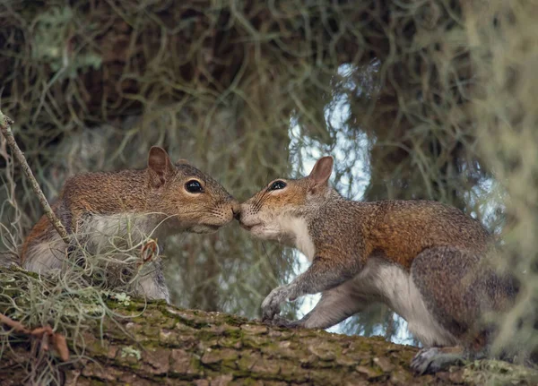 Δύο Νέοι Σκίουροι Στο Δέντρο — Φωτογραφία Αρχείου