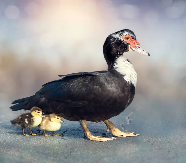 Muscovy Duck Two Small Chicks — Fotografia de Stock