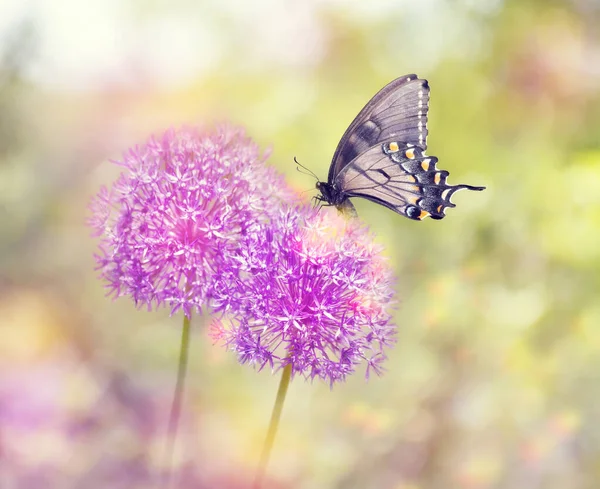 Beautiful Butterfly Feeds Chive Flower — Φωτογραφία Αρχείου