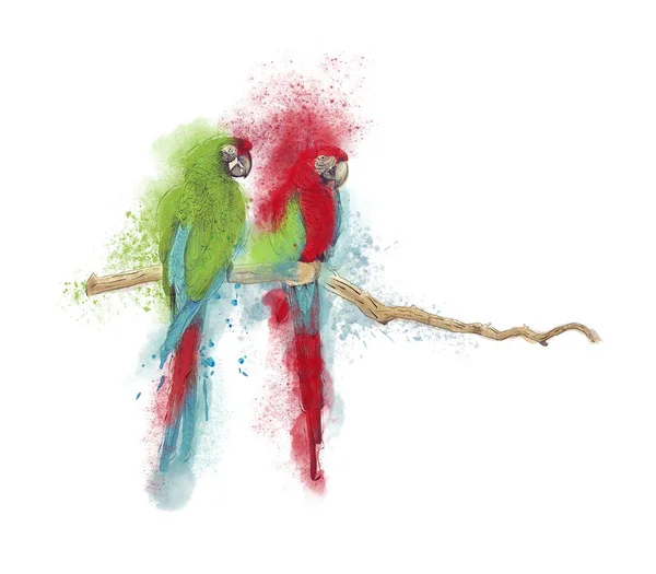 Digital Watercolor Painting Macaw Parrots Білому Тлі — стокове фото