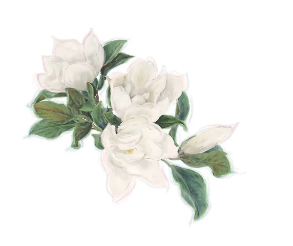 Magnolia Flowers White Background Watercolor Image —  Fotos de Stock