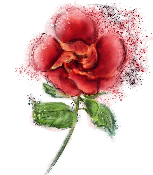Κόκκινος Ιβίσκος Λουλούδι Ακουαρέλα Λευκό Φόντο Εικόνα Αρχείου