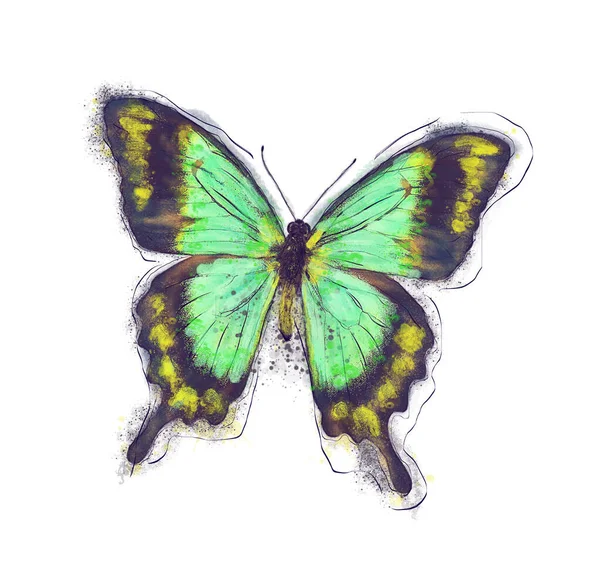 Watercolor Digital Painting Tropical Butterfly White Background Imágenes de stock libres de derechos
