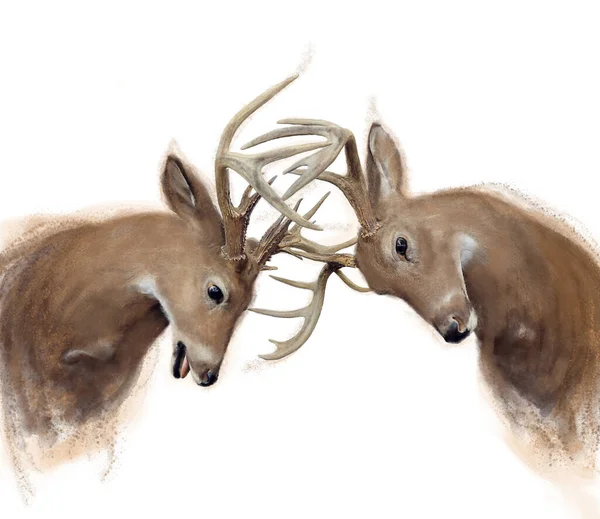 Watercolor Two Deer Buck White Background Fotos De Bancos De Imagens
