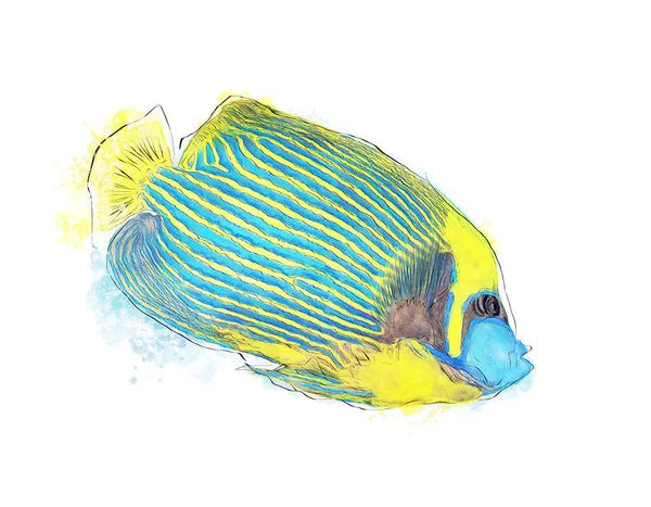 Emperor Angelfish Watercolor Image White Background Colorful Tropical Fish — Zdjęcie stockowe