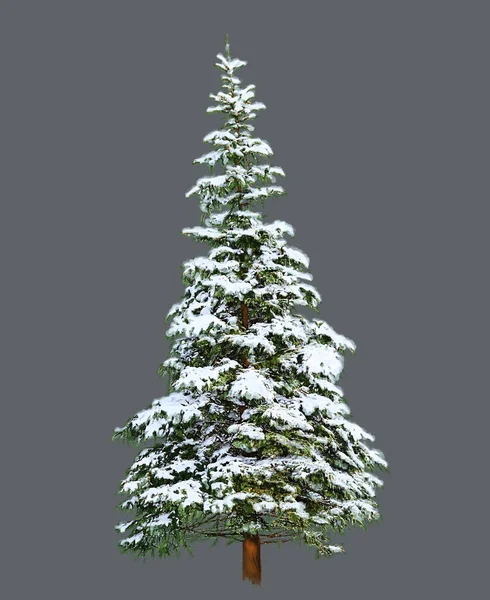 Pine Tree Snow Digital Painting White Background — Zdjęcie stockowe