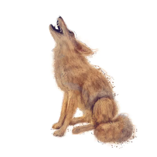 Digital Painting Wolf Watercolor Illustration White Background Fotos De Bancos De Imagens