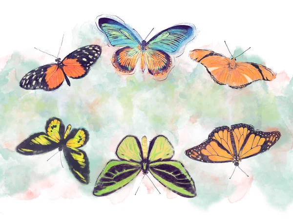 Watercolor Image Tropical Butterflies Background — Stock fotografie