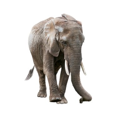 Young African Elephant isolated on white background