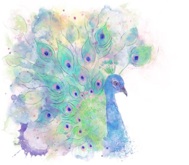 Beyaz Arkaplanda Peacock 'un Dijital ResmiComment