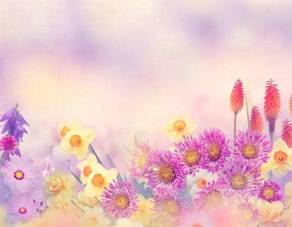 Vielfalt Bunten Blumen Garten — Stockfoto