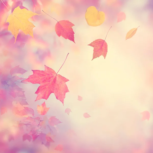 Herbst Hintergrund Mit Bunten Blättern — Stockfoto