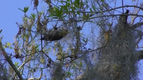 딱따구리가 나무의 씨앗을 — 비디오