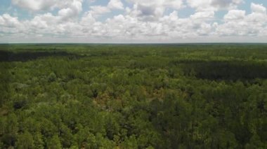 Florida Çam Ormanı Havalimanı. İHA Uçuşu.