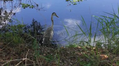 Florida 'da Büyük Balıklı Büyük Mavi Balıkçıl